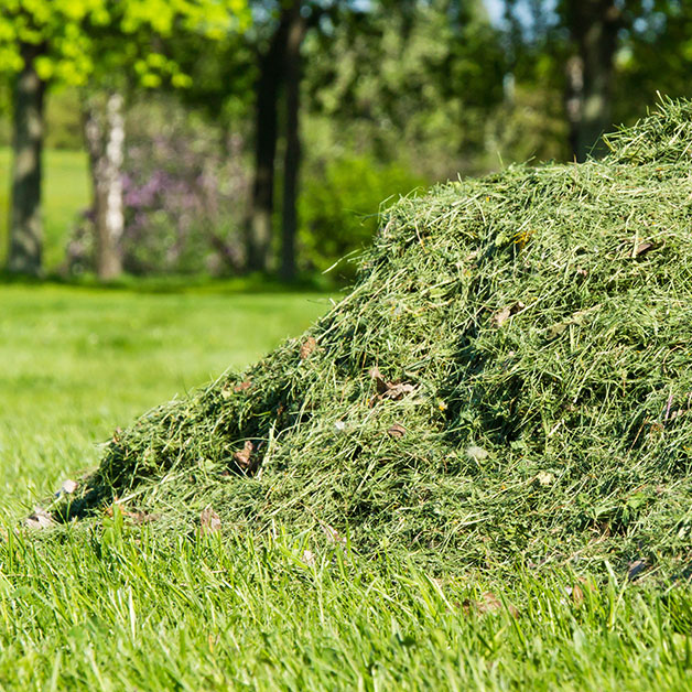 grass-cuttings